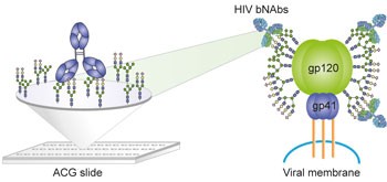 Modular synthesis of <i>N</i>-glycans and arrays for the hetero-ligand binding analysis of HIV antibodies