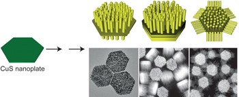 Controlled growth of high-density CdS and CdSe nanorod arrays on selective facets of two-dimensional semiconductor nanoplates