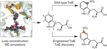 Discovery of a regioselectivity switch in nitrating P450s guided by molecular dynamics simulations and Markov models