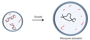 A simple physical mechanism enables homeostasis in primitive cells