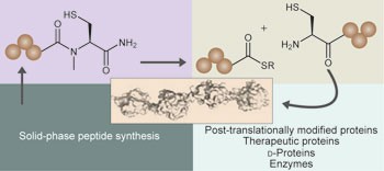 Expanding the chemical toolbox for the synthesis of large and uniquely modified proteins