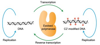 Evolution of thermophilic DNA polymerases for the recognition and amplification of C2ʹ-modified DNA