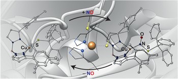 A motif for reversible nitric oxide interactions in metalloenzymes