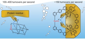 A supramolecular ruthenium macrocycle with high catalytic activity for water oxidation that mechanistically mimics photosystem II