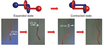 Fast response dry-type artificial molecular muscles with [c2]daisy chains