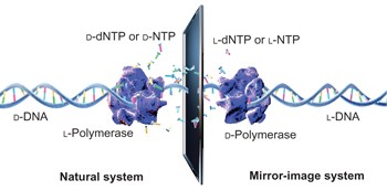 A synthetic molecular system capable of mirror-image genetic replication and transcription