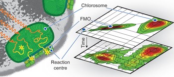 <i>In situ</i> mapping of the energy flow through the entire photosynthetic apparatus