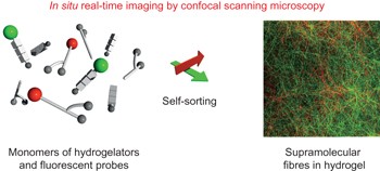 <i>In situ</i> real-time imaging of self-sorted supramolecular nanofibres