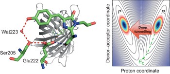 Wide-dynamic-range kinetic investigations of deep proton tunnelling in proteins