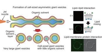 Cell-sized asymmetric lipid vesicles facilitate the investigation of asymmetric membranes