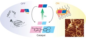 Switchable photooxygenation catalysts that sense higher-order amyloid structures