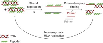 Oligoarginine peptides slow strand annealing and assist non-enzymatic RNA replication
