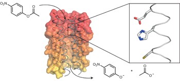 Installing hydrolytic activity into a completely <i>de novo</i> protein framework