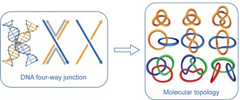 Creating complex molecular topologies by configuring DNA four-way junctions