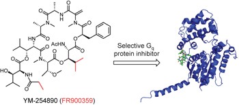 Total synthesis and structure–activity relationship studies of a series of selective G protein inhibitors