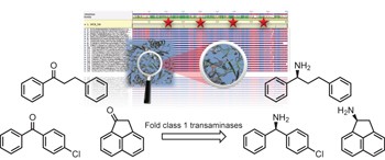 Identification of (<i>S</i>)-selective transaminases for the asymmetric synthesis of bulky chiral amines