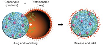 Predatory behaviour in synthetic protocell communities