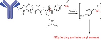 Targeted drug delivery through the traceless release of tertiary and heteroaryl amines from antibody–drug conjugates