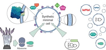 Engineering genetic circuit interactions within and between synthetic minimal cells