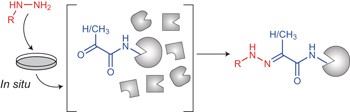 Chemoproteomic profiling and discovery of protein electrophiles in human cells