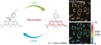 Rational design of reversible fluorescent probes for live-cell imaging and quantification of fast glutathione dynamics