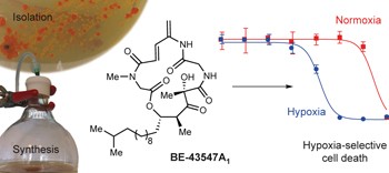 Synthesis of <i>ent</i>-BE-43547A<sub>1</sub> reveals a potent hypoxia-selective anticancer agent and uncovers the biosynthetic origin of the APD-CLD natural products