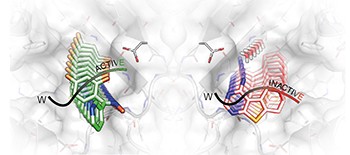 Dynamic undocking and the quasi-bound state as tools for drug discovery