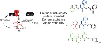 Entomopathogenic bacteria use multiple mechanisms for bioactive peptide library design