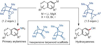 Rapid heteroatom transfer to arylmetals utilizing multifunctional reagent scaffolds