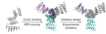 Computational design of self-assembling cyclic protein homo-oligomers
