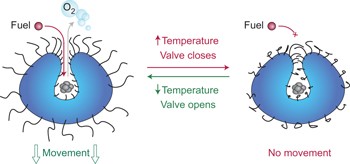 Self-propelled supramolecular nanomotors with temperature-responsive speed regulation