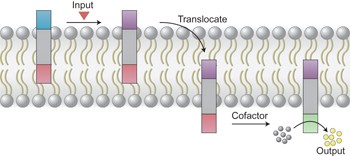 Controlled membrane translocation provides a mechanism for signal transduction and amplification