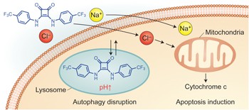 A synthetic ion transporter that disrupts autophagy and induces apoptosis by perturbing cellular chloride concentrations
