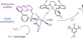 Structural and functional synthetic model of mono-iron hydrogenase featuring an anthracene scaffold