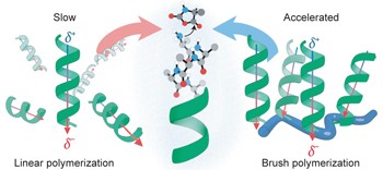 Cooperative polymerization of α-helices induced by macromolecular architecture