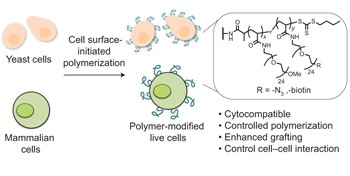 Engineering live cell surfaces with functional polymers via cytocompatible controlled radical polymerization