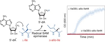 Post-translational modification of ribosomally synthesized peptides by a radical SAM epimerase in <i>Bacillus subtilis</i>