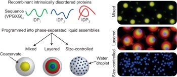 Programming molecular self-assembly of intrinsically disordered proteins containing sequences of low complexity