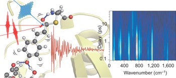 Probing the early stages of photoreception in photoactive yellow protein with ultrafast time-domain Raman spectroscopy