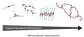 Macromolecular metamorphosis via stimulus-induced transformations of polymer architecture