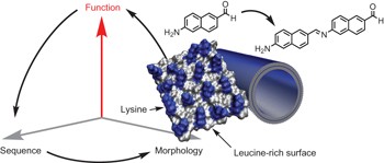 Catalytic diversity in self-propagating peptide assemblies