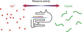 Simple peptides derived from the ribosomal core potentiate RNA polymerase ribozyme function