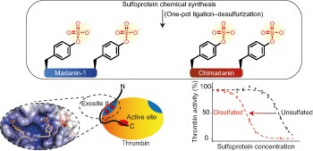 Tyrosine sulfation modulates activity of tick-derived thrombin inhibitors