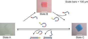 A device that operates within a self-assembled 3D DNA crystal