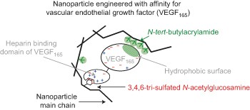A polymer nanoparticle with engineered affinity for a vascular endothelial growth factor (VEGF<sub>165</sub>)