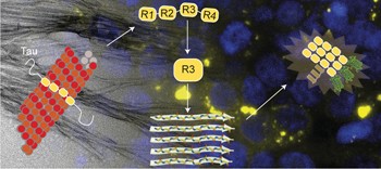 A 31-residue peptide induces aggregation of tau's microtubule-binding region in cells
