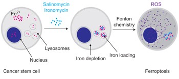 Salinomycin kills cancer stem cells by sequestering iron in lysosomes