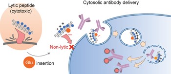 Cytosolic antibody delivery by lipid-sensitive endosomolytic peptide