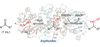 A reductive aminase from <i>Aspergillus oryzae</i>