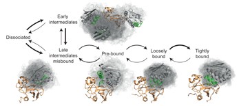 Complete protein–protein association kinetics in atomic detail revealed by molecular dynamics simulations and Markov modelling